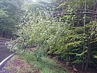 Umgestürzter Baum (Foto: THW Montabaur)